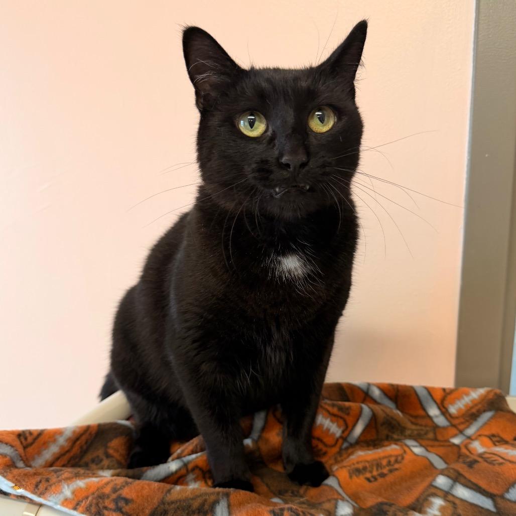 Enlarge Walnut, a Adoptable mixed breed in Binghamton, NY image 3/3