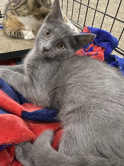 Enid, Adoptable, Young Female Domestic Short Hair & Domestic Short Hair.