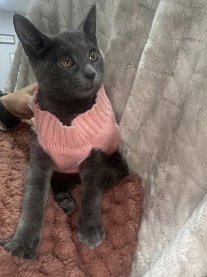 Enlarge Enid, a Adoptable mixed breed in Berwick, PA image 2/2