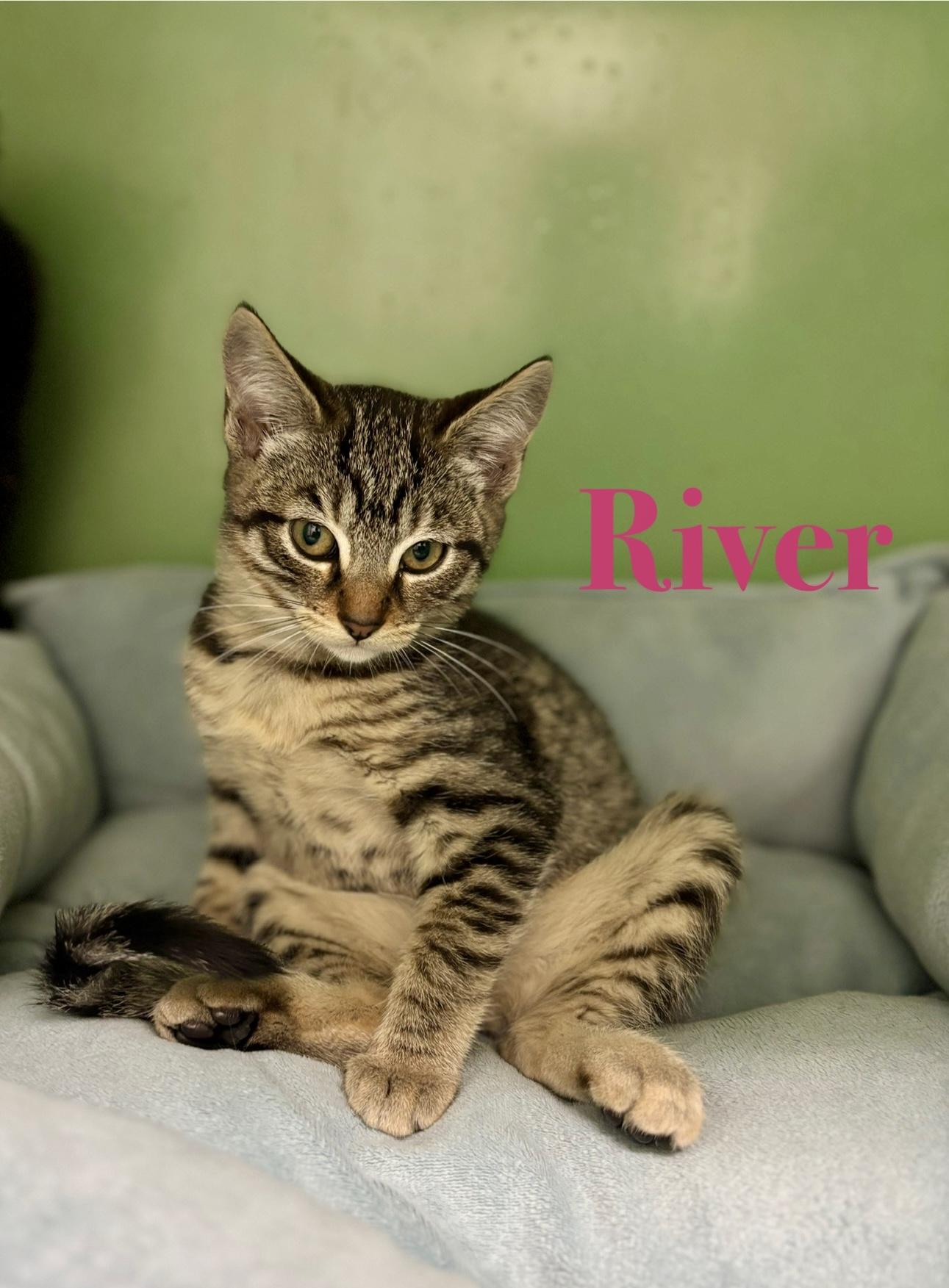 River, a Adoptable Tabby image 4/4