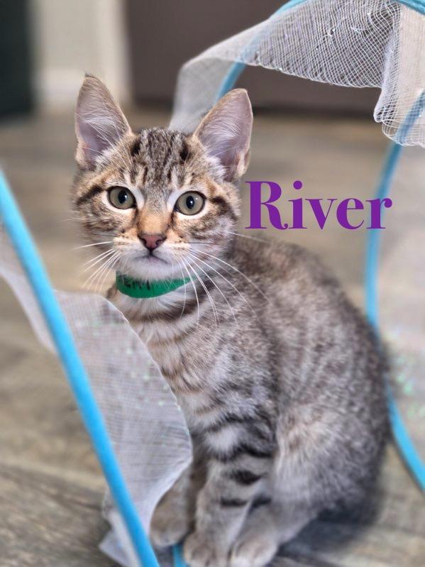 River, a Adoptable Tabby image 2/4