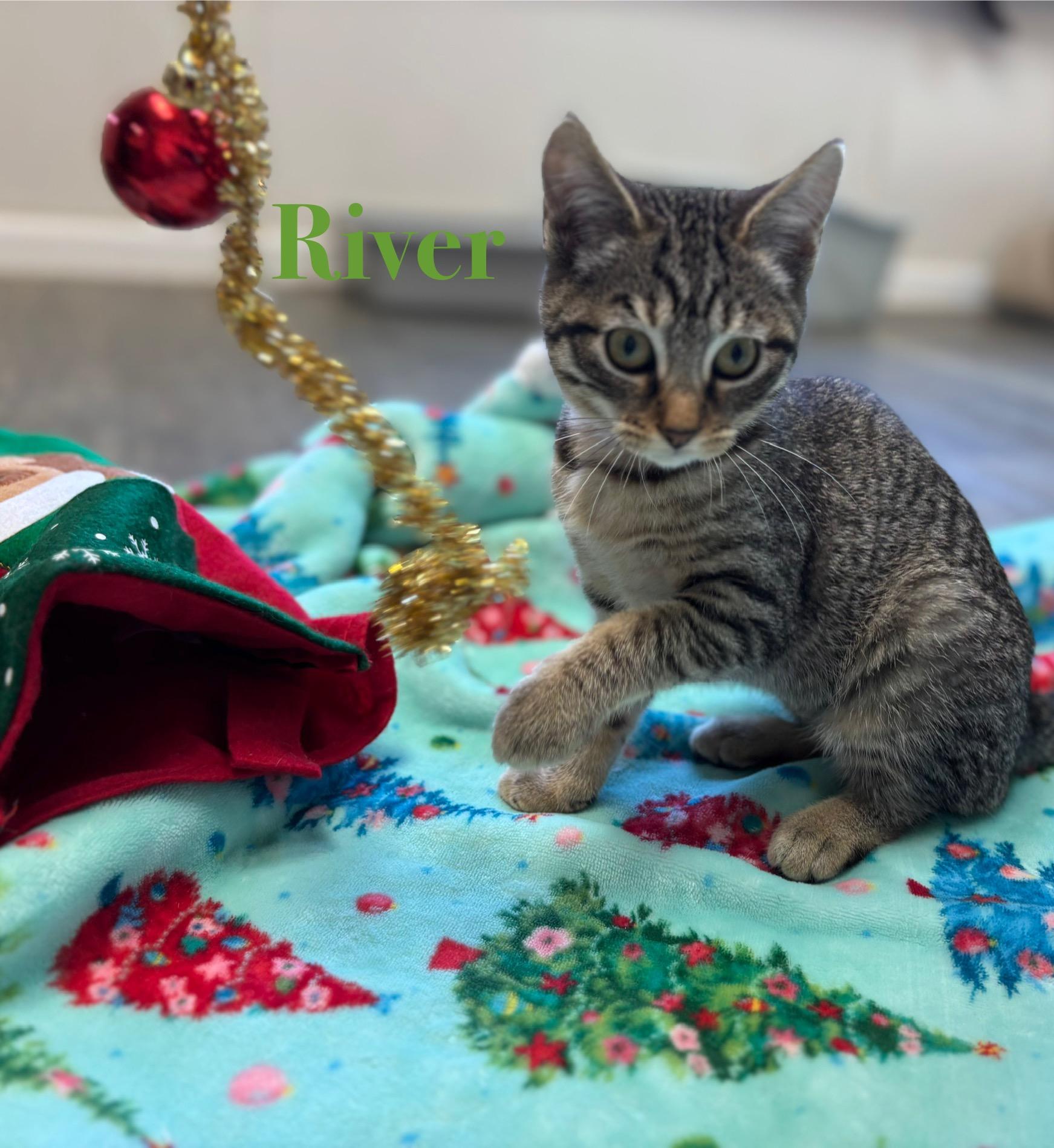 River, Adoptable, Kitten Female Tabby.