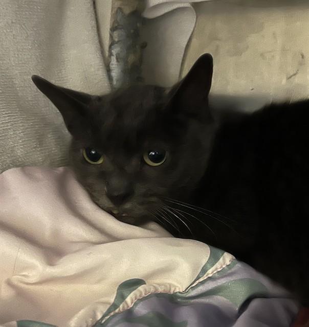 Enlarge JAX, a Adoptable Domestic Short Hair in Alameda, CA image 1/1