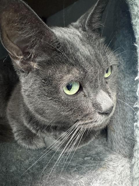 JAX, Adoptable, Senior Male Domestic Short Hair.