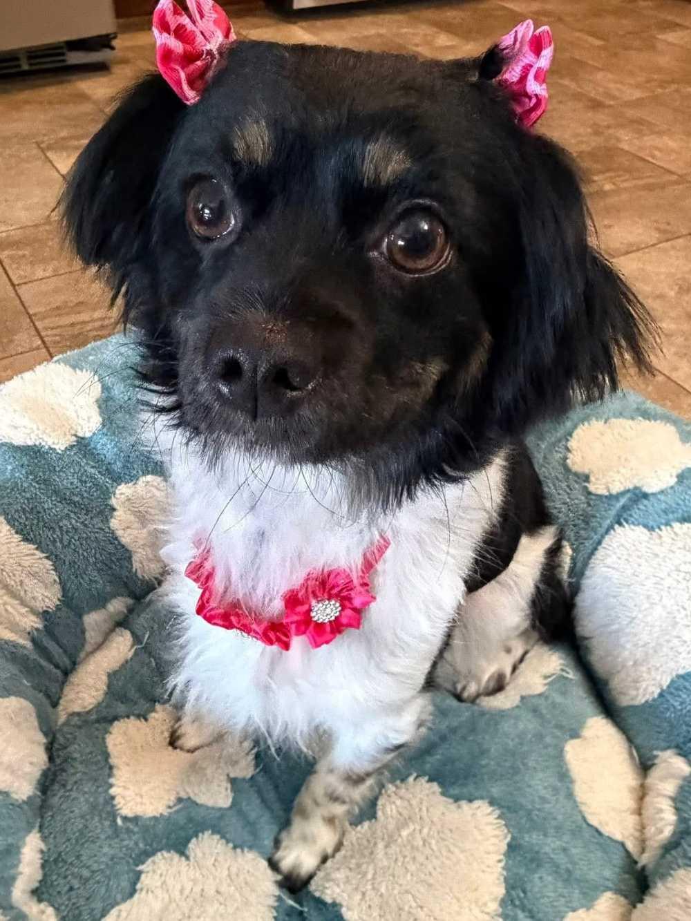 Minnie, an adopted mixed breed in Detroit, MI image 1/4