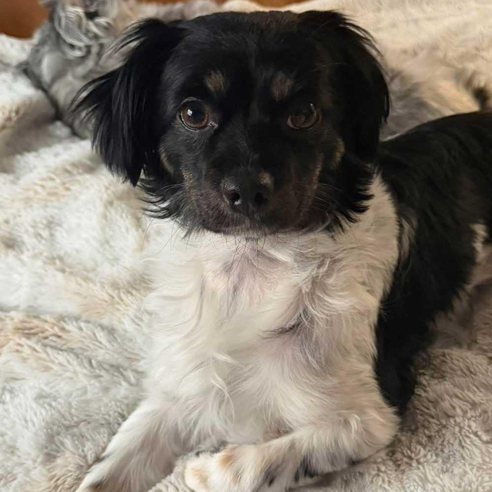 Minnie, an adopted mixed breed in Detroit, MI image 2/4