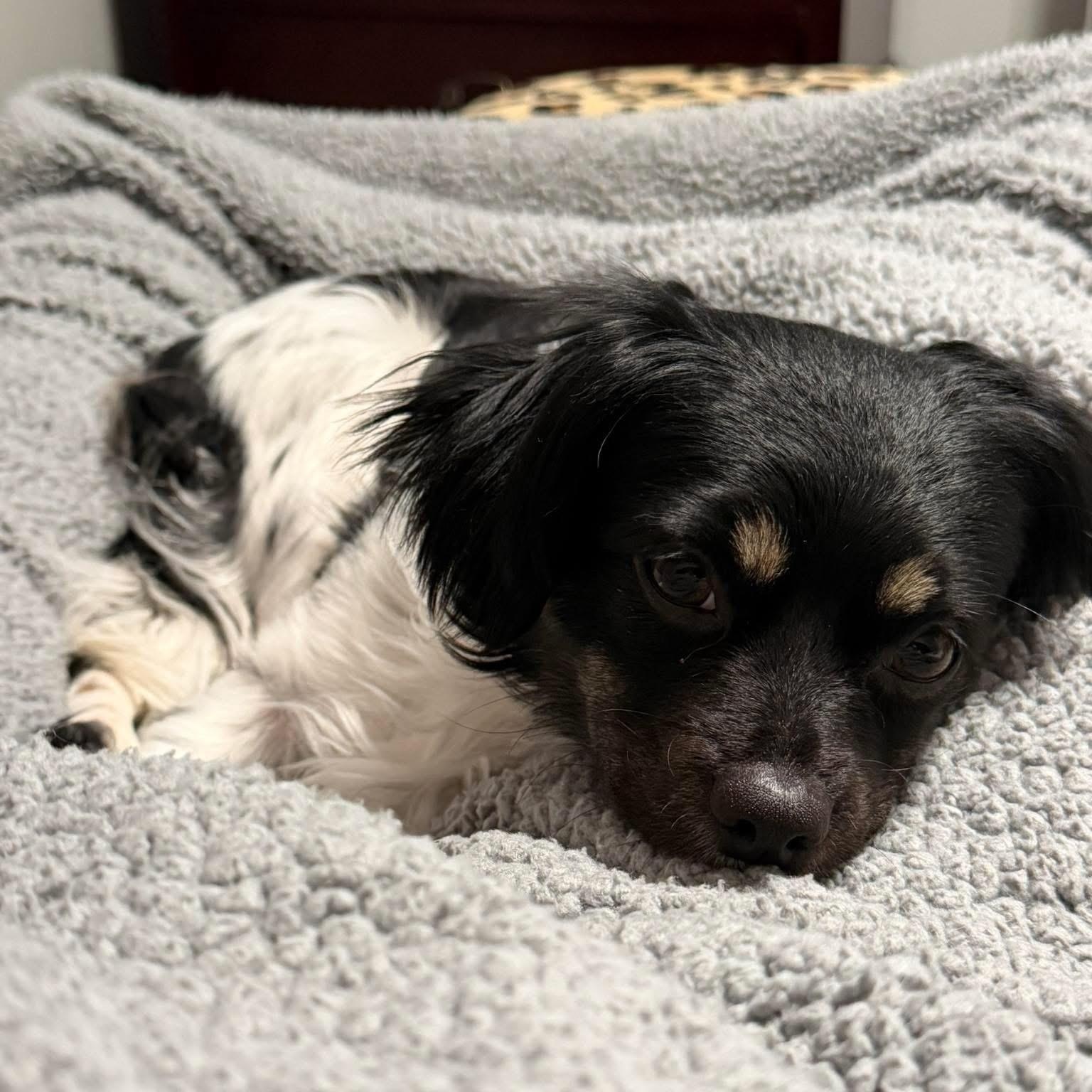 Minnie, an adopted mixed breed in Detroit, MI image 4/4