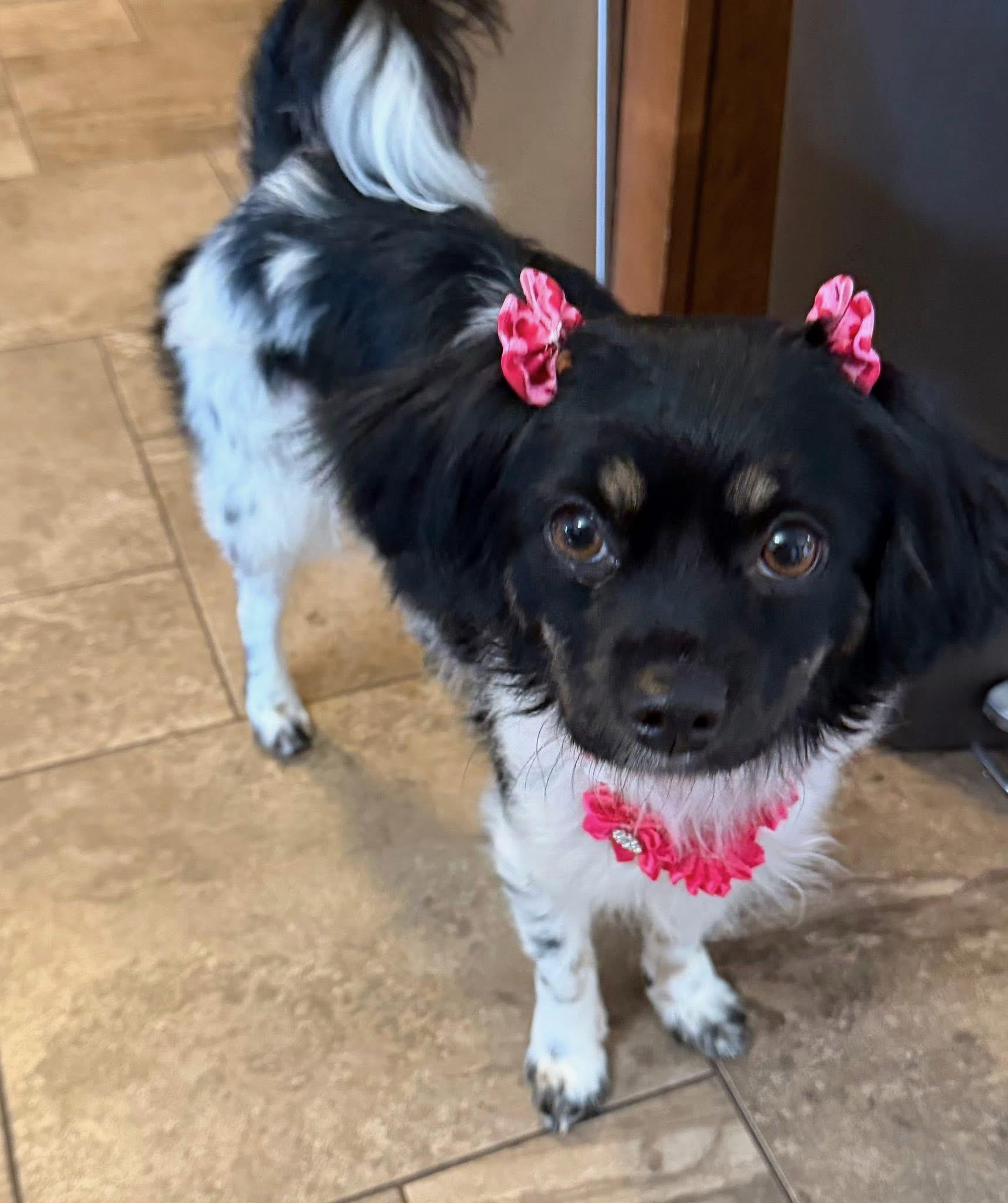 Minnie, an adopted mixed breed in Detroit, MI image 3/4