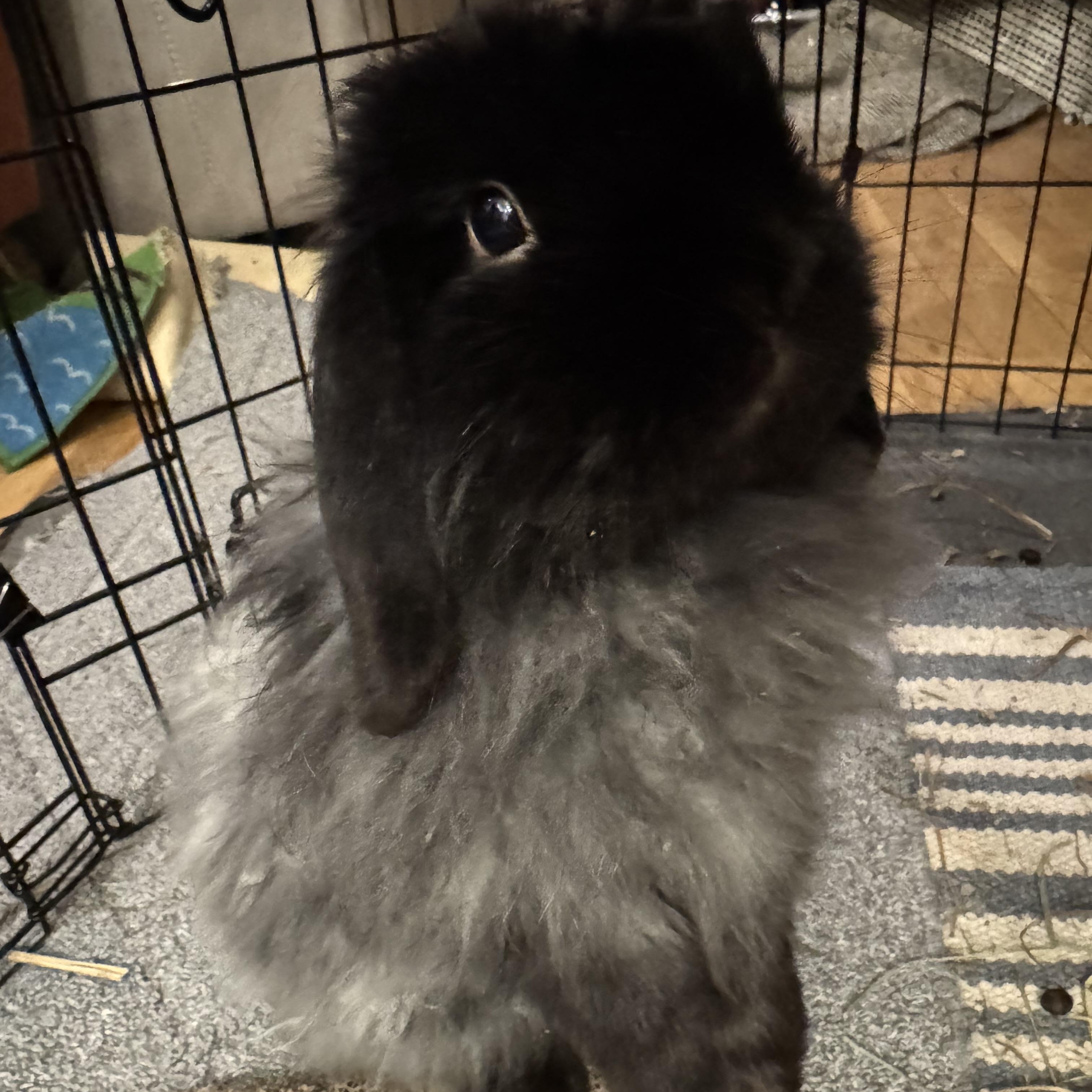 Enlarge Rolondo, a ADOPTABLE American Fuzzy Lop in Hillside, NJ image 3/3