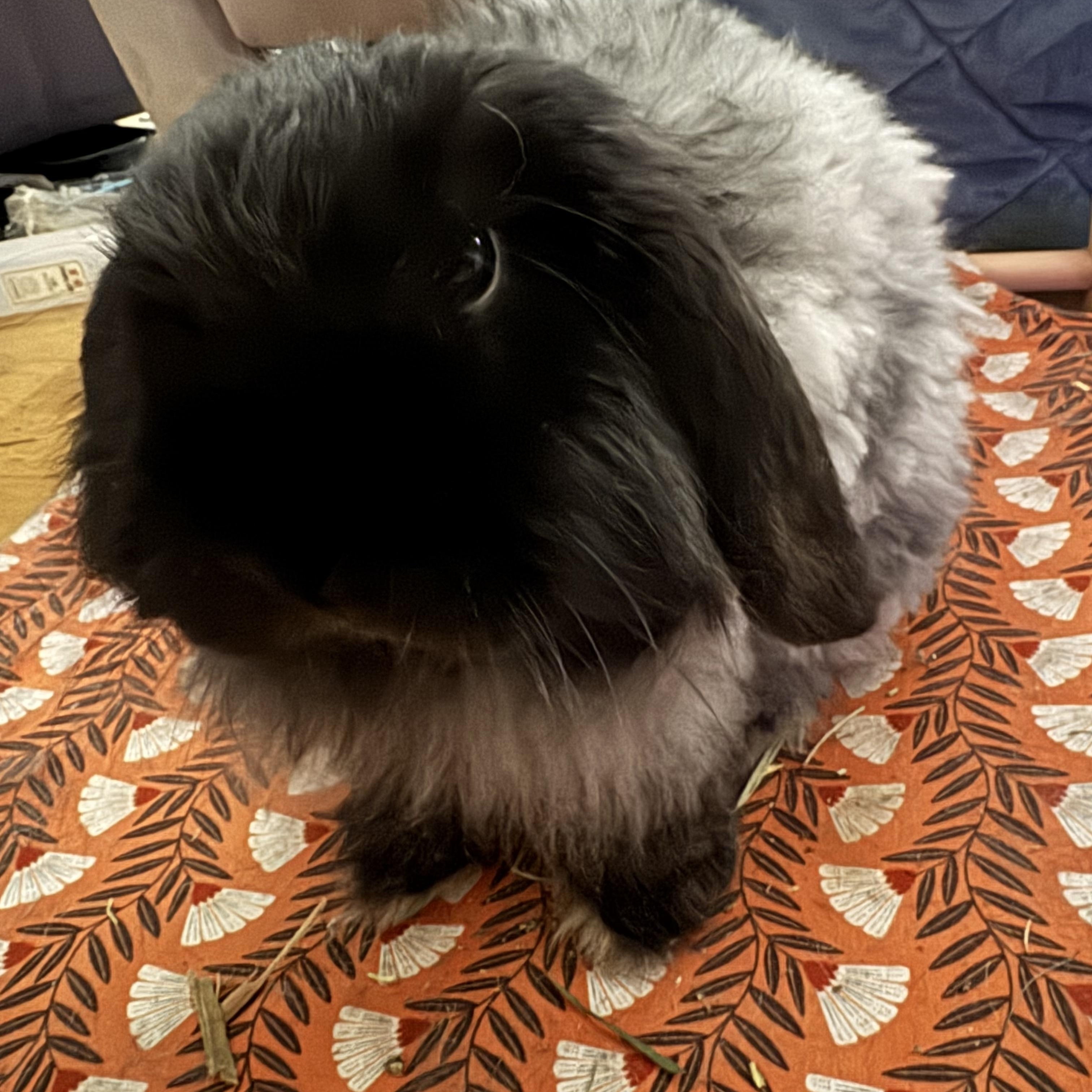 Rolondo, ADOPTABLE, Adult Male Jersey Wooly.