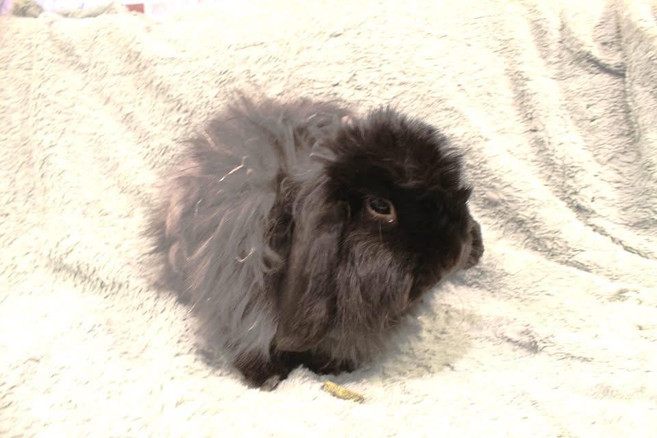Rolondo, ADOPTABLE, Adult Male American Fuzzy Lop.
