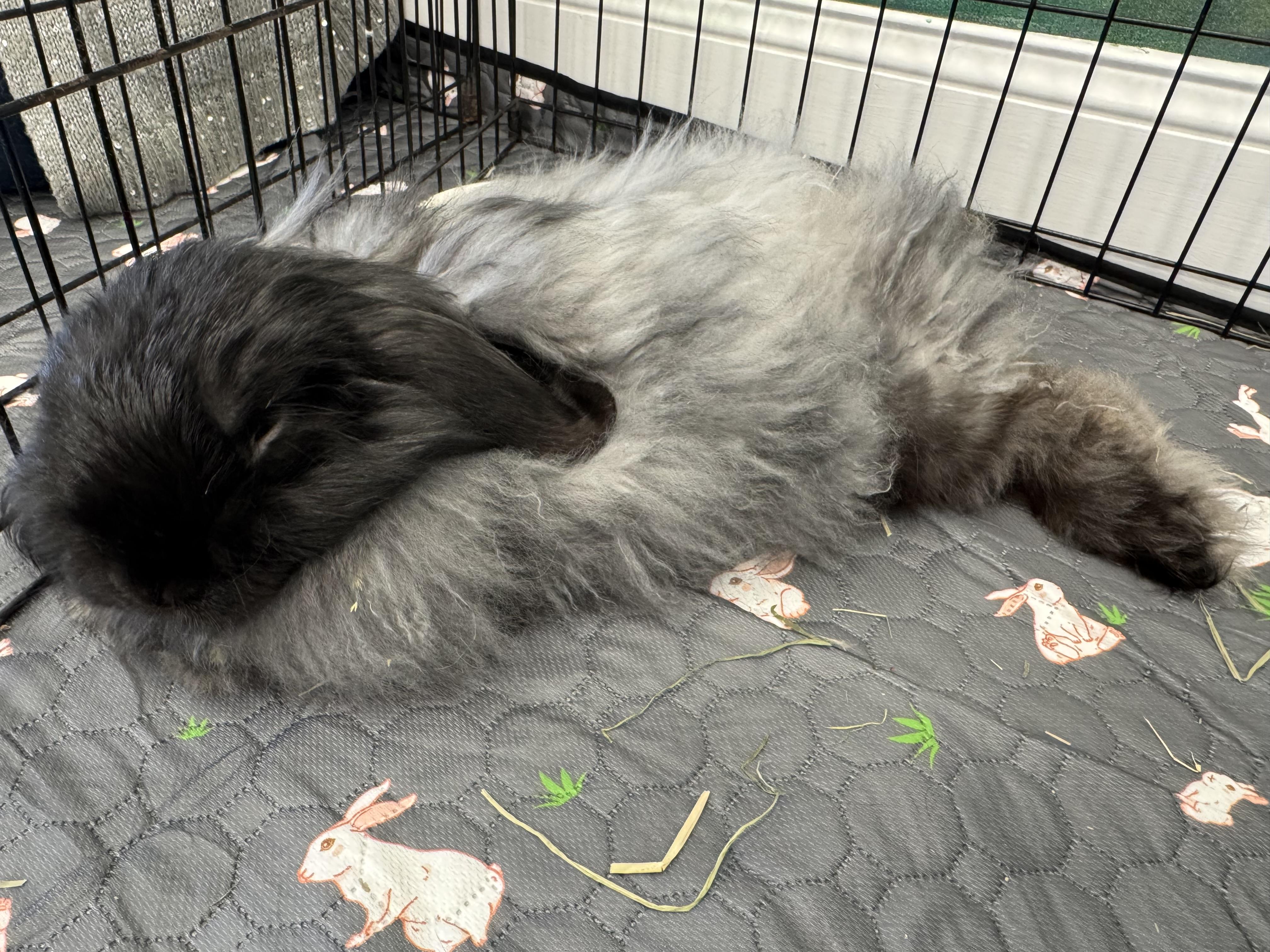 Enlarge Rolondo, a ADOPTABLE Jersey Wooly in Hillside, NJ image 2/4