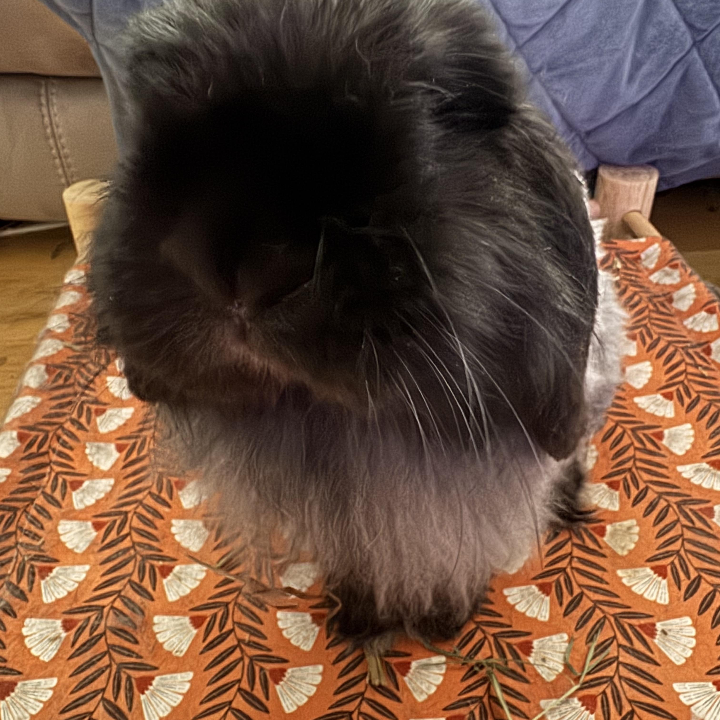 Enlarge Rolondo, a ADOPTABLE Jersey Wooly in Hillside, NJ image 2/4