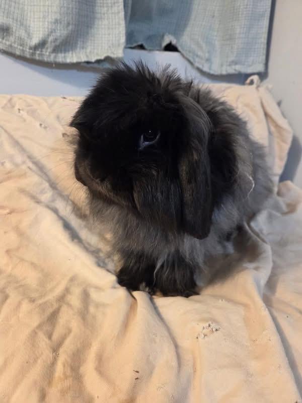Enlarge Rolondo, a ADOPTABLE Jersey Wooly in Hillside, NJ image 4/4