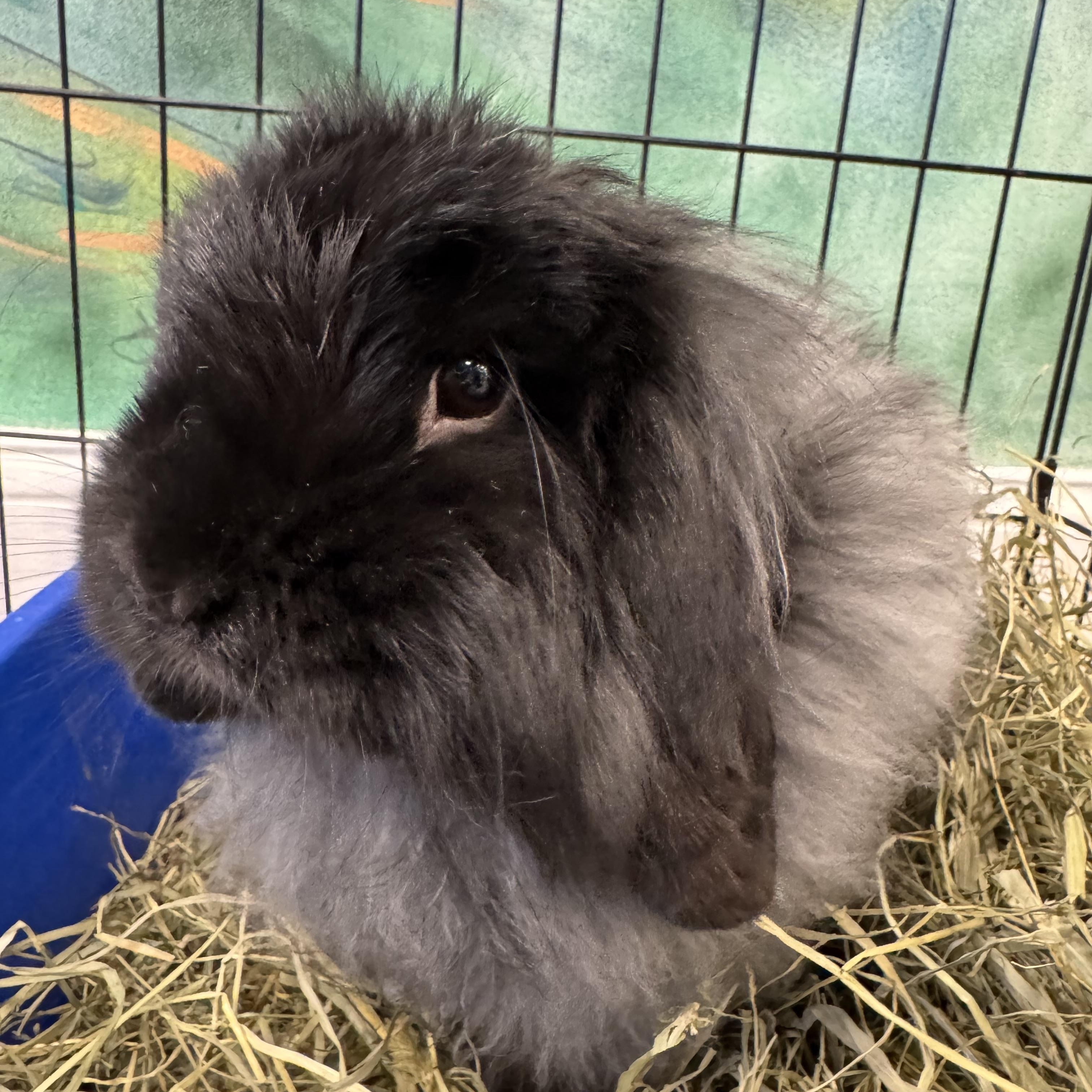 Enlarge Rolondo, a ADOPTABLE Jersey Wooly in Hillside, NJ image 1/4