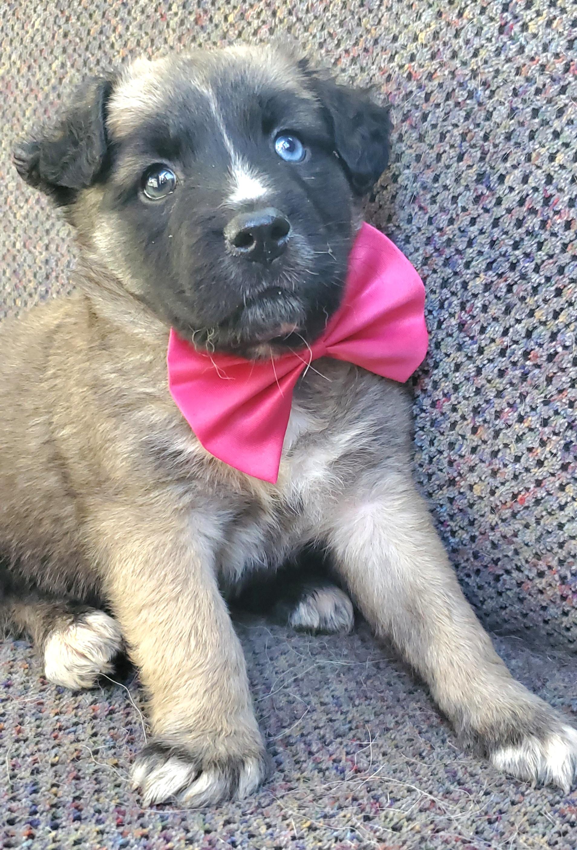 Enlarge Harper, a Adoptable mixed breed in Atlanta , GA image 1/6