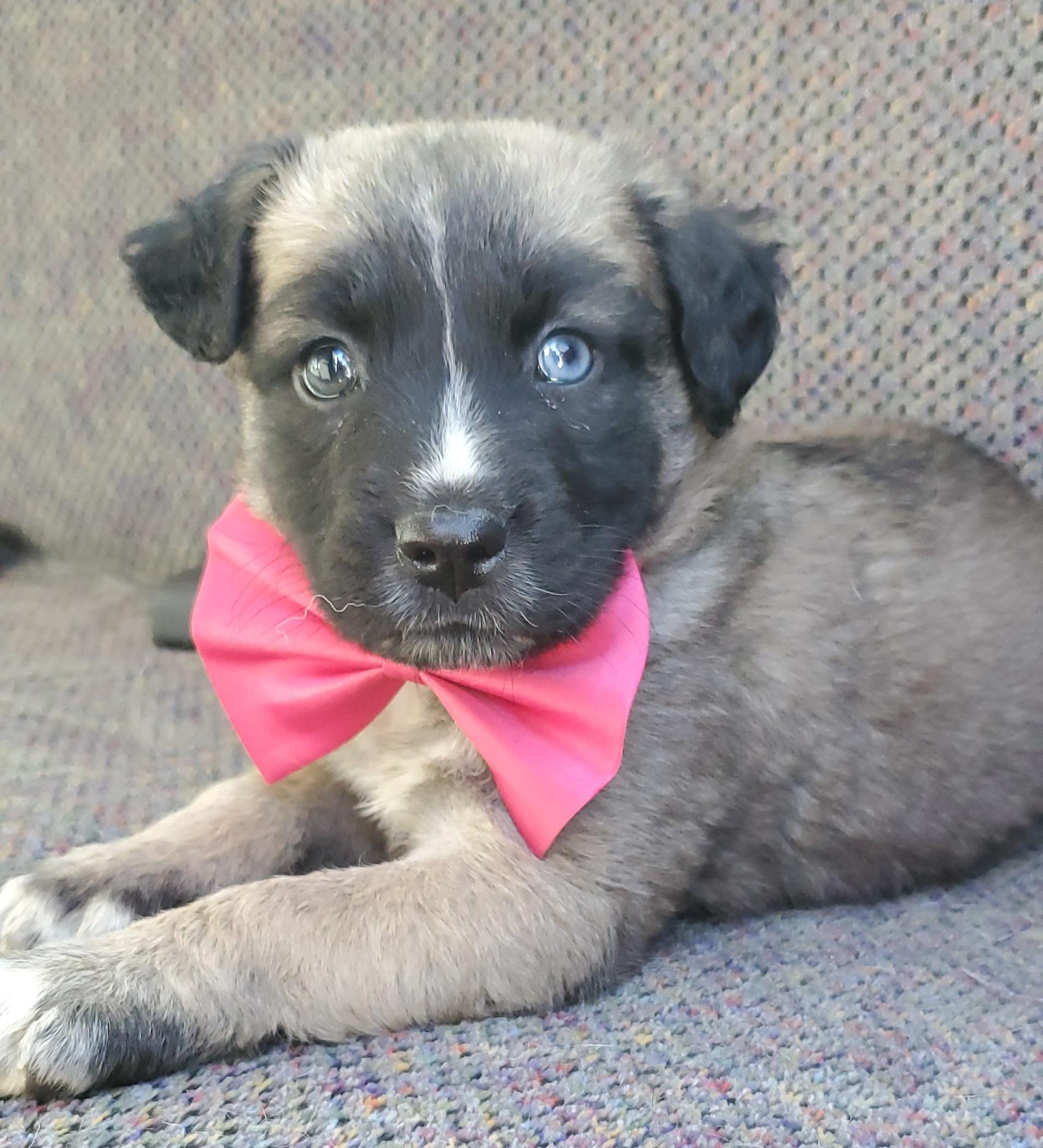 Enlarge Harper, a Adoptable mixed breed in Atlanta , GA image 6/6