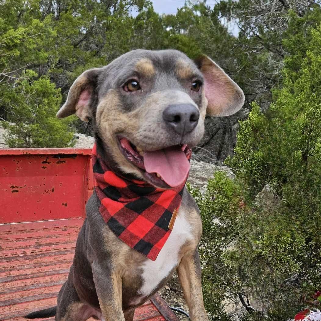 Jessie — thumbnail 2