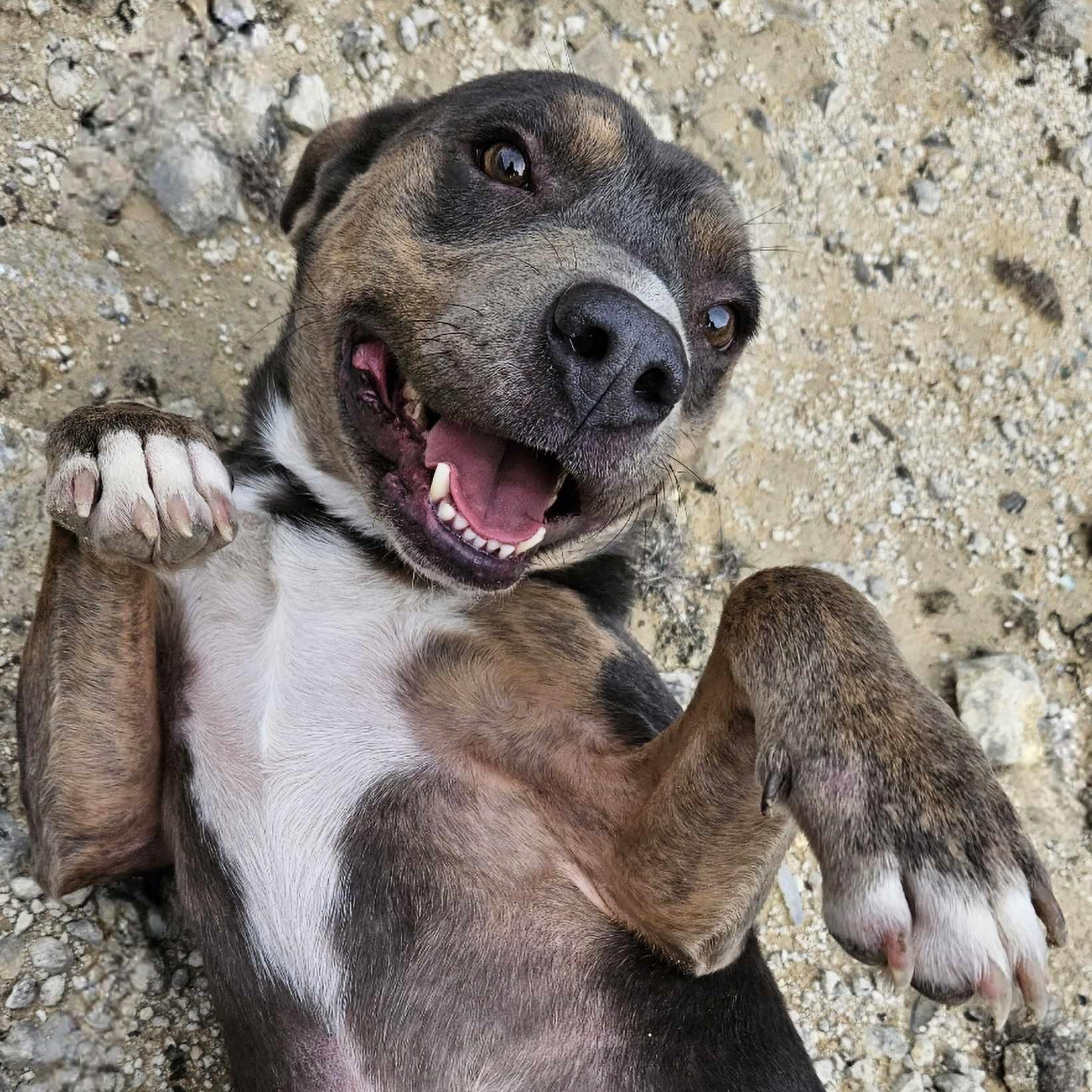 Jessie — thumbnail 3