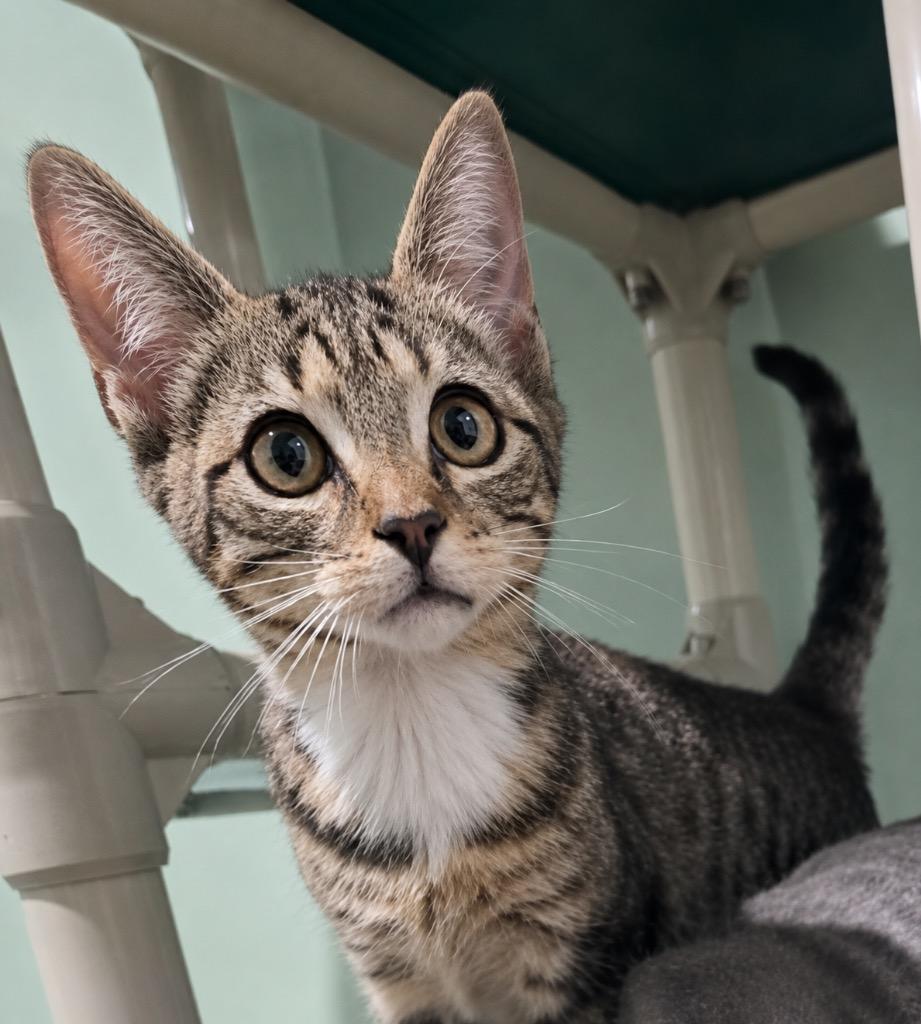 Comet - 6016, Adoptable, Kitten Male Domestic Short Hair.