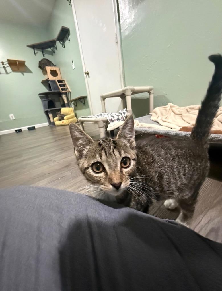 Enlarge Comet - 6016, a Adoptable mixed breed in Labelle, FL image 2/5