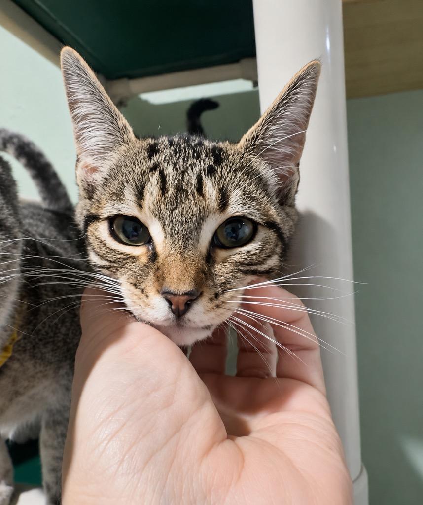Enlarge Comet - 6016, a Adoptable mixed breed in Labelle, FL image 3/5