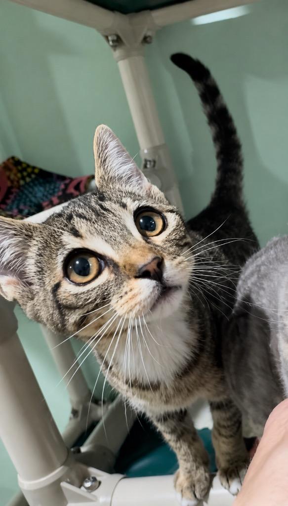 Enlarge Comet - 6016, a Adoptable mixed breed in Labelle, FL image 4/5