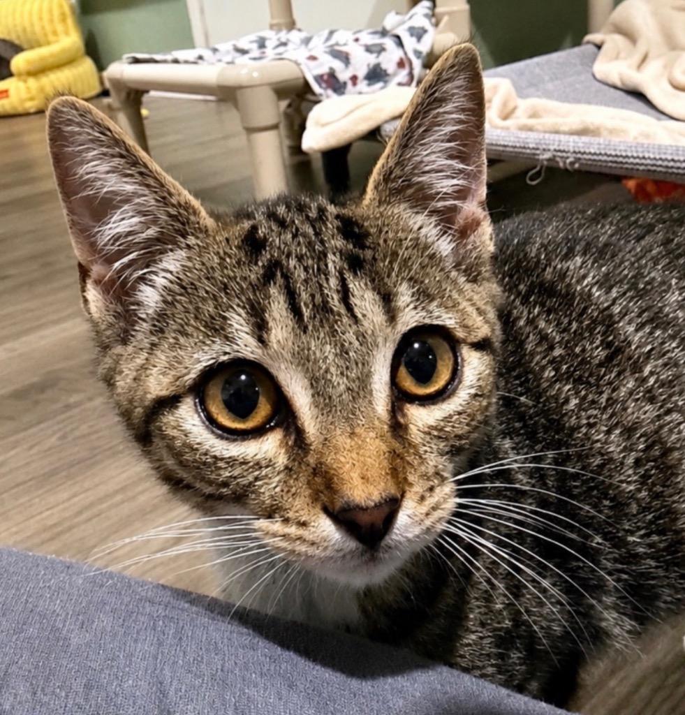 Enlarge Comet - 6016, a Adoptable mixed breed in Labelle, FL image 5/5