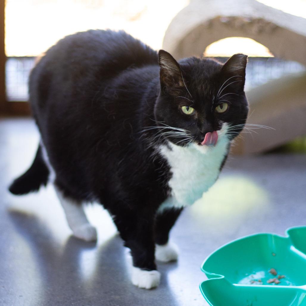 Patsy Cline, Adoptable, Adult Female Domestic Short Hair.