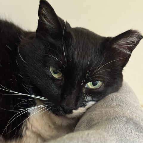 Patsy Cline, a Adoptable Domestic Short Hair in Cumming, GA image 2/4