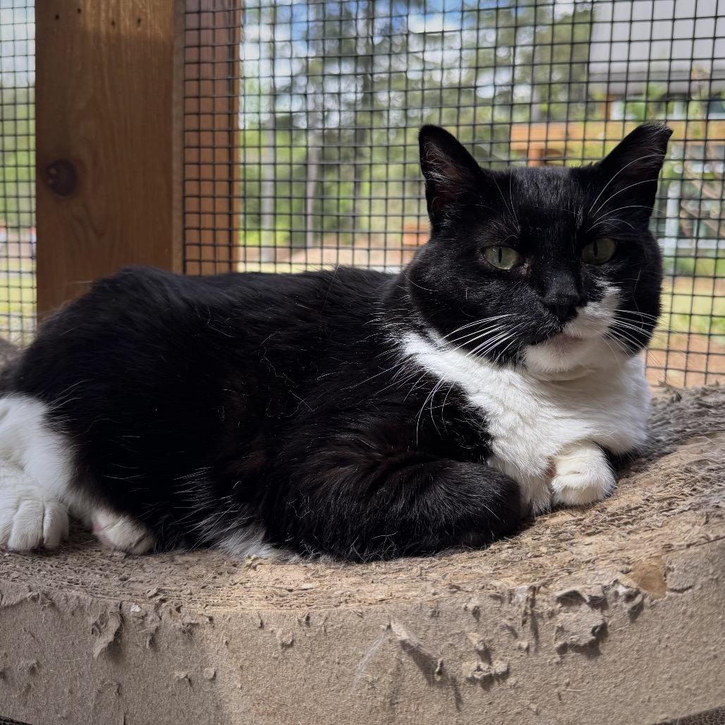 Patsy Cline, a Adoptable Domestic Short Hair in Cumming, GA image 3/4