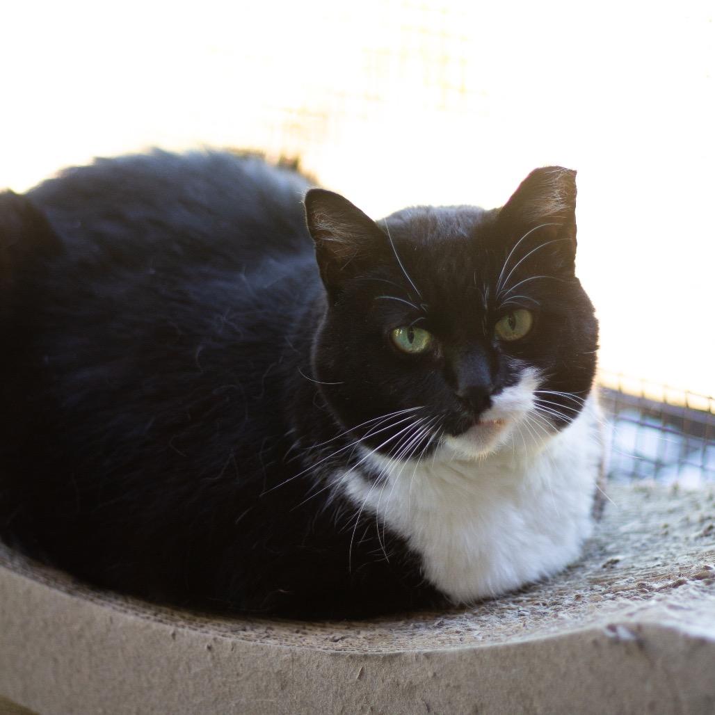 Patsy Cline, a Adoptable Domestic Short Hair in Cumming, GA image 4/4