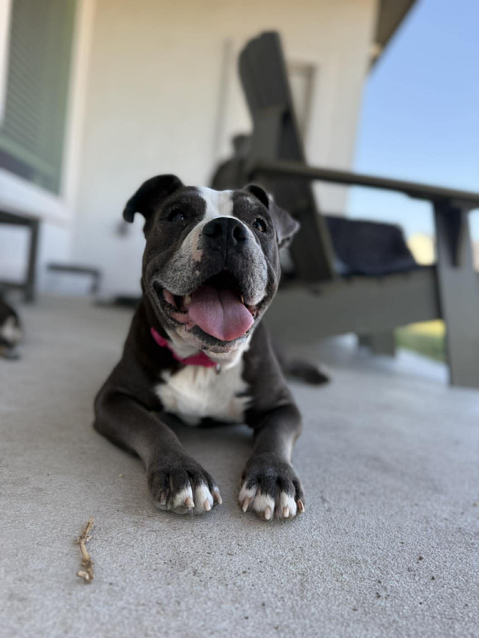 June (3), a Adoptable Pit Bull Terrier in Arlee, MT image 1/6