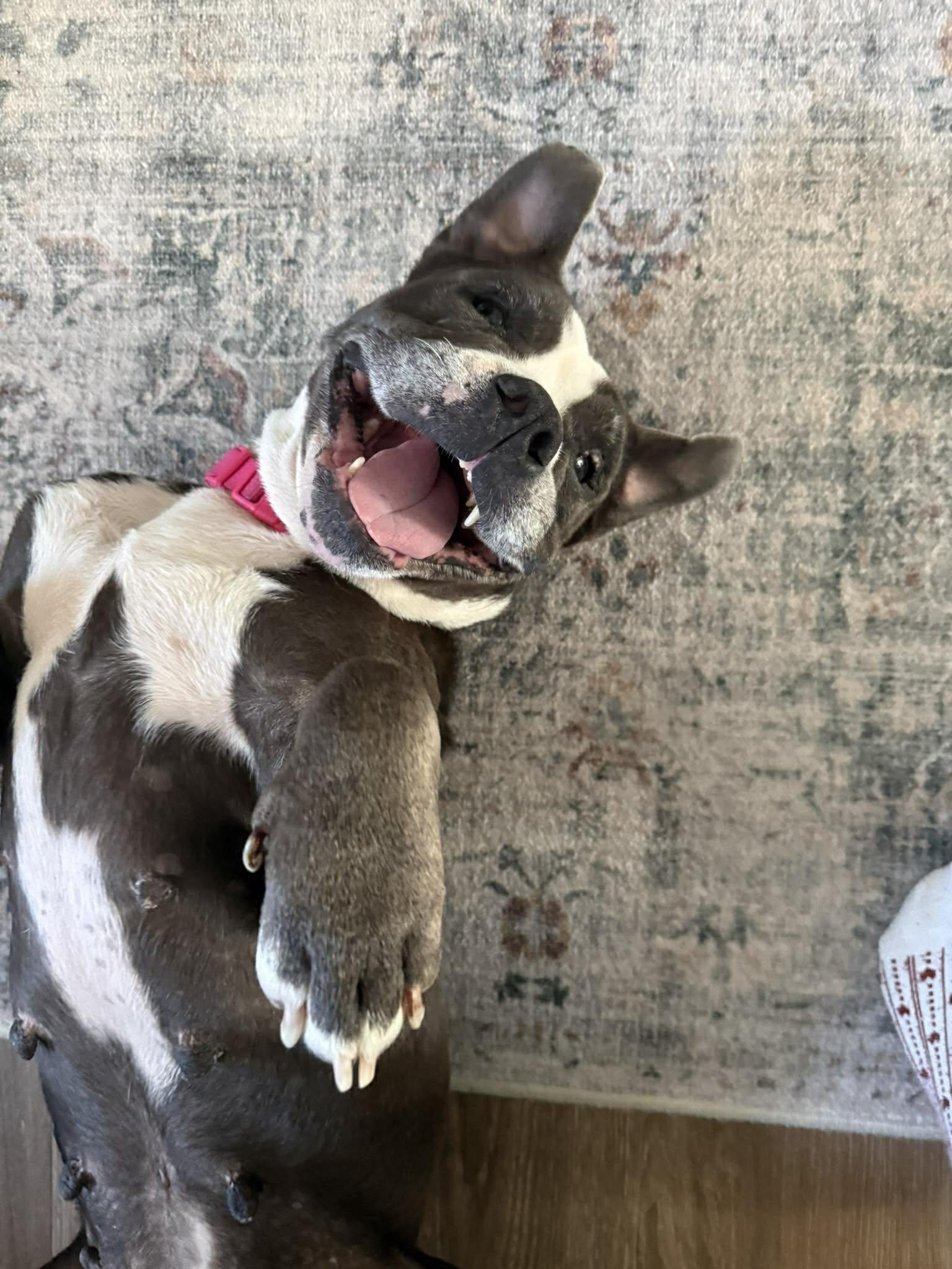 June (3), a Adoptable Pit Bull Terrier in Arlee, MT image 3/6