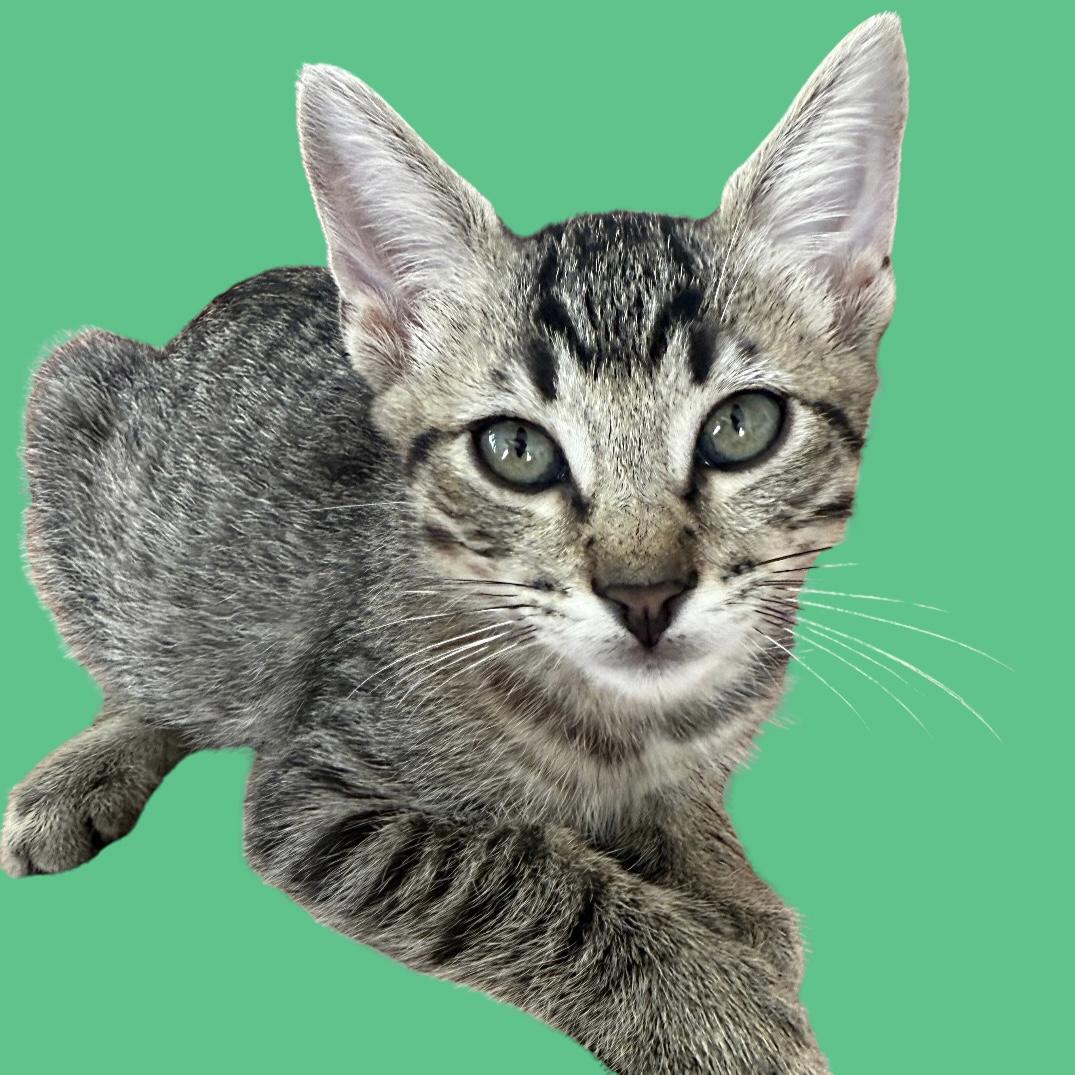 Enlarge Frankie, a Adoptable Tabby in Los Angeles, CA image 1/5