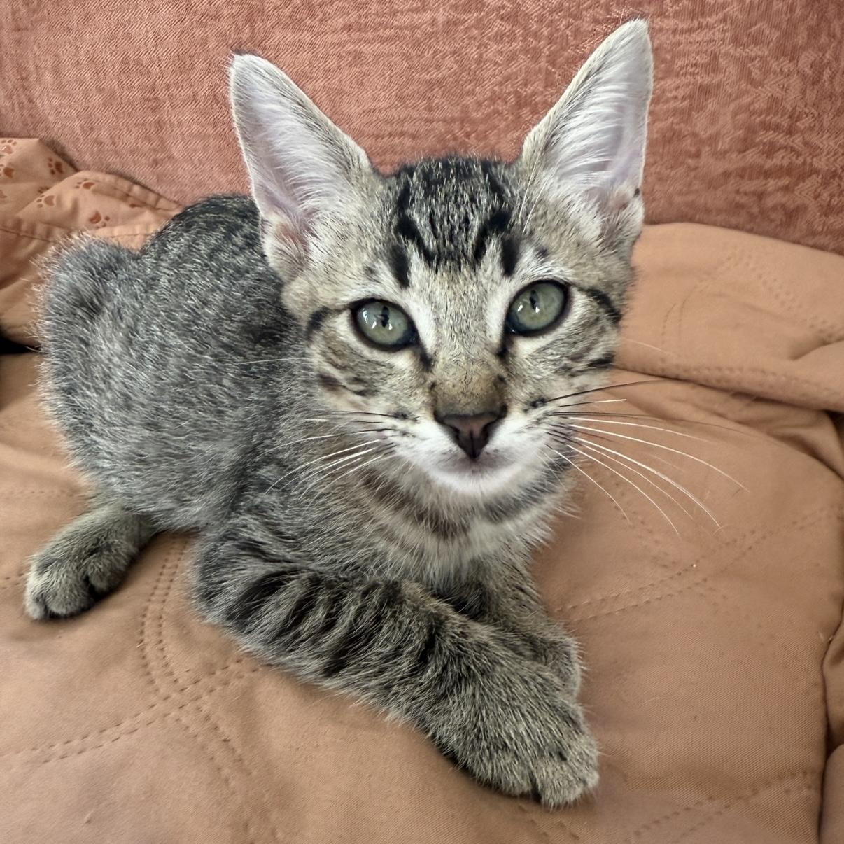 Enlarge Frankie, a Adoptable Tabby in Los Angeles, CA image 2/5