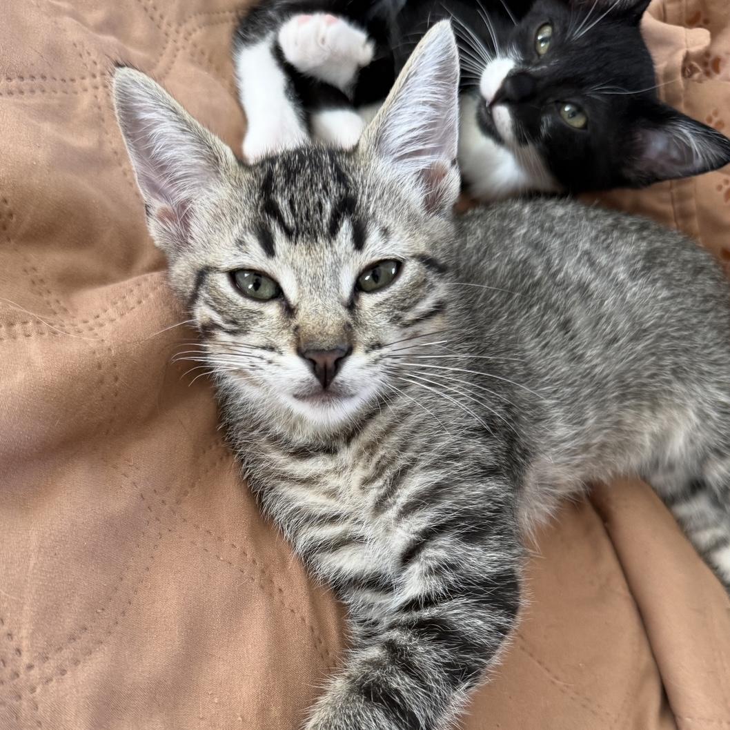 Enlarge Frankie, a Adoptable Tabby in Los Angeles, CA image 5/5