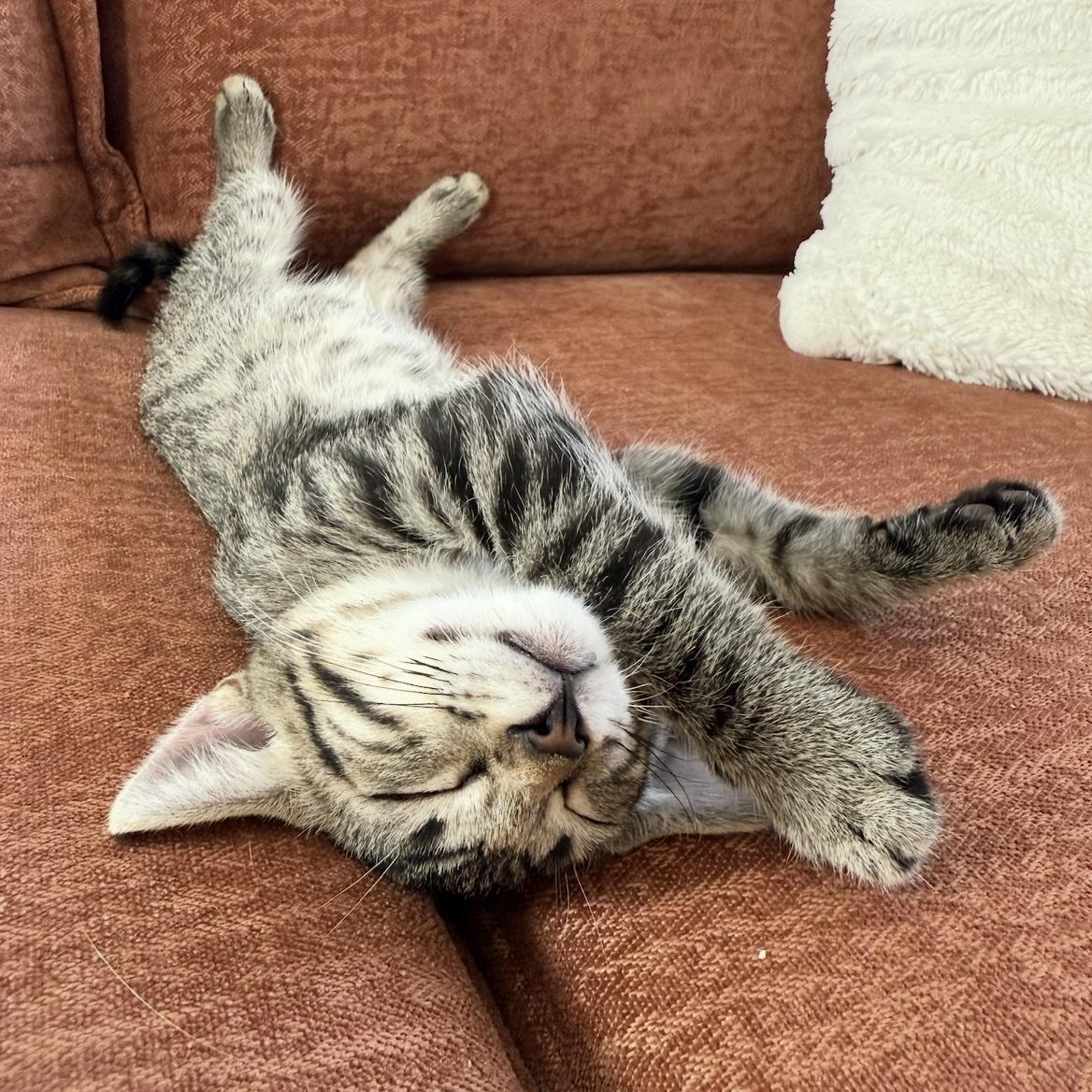 Enlarge Frankie, a Adoptable Tabby in Los Angeles, CA image 4/5