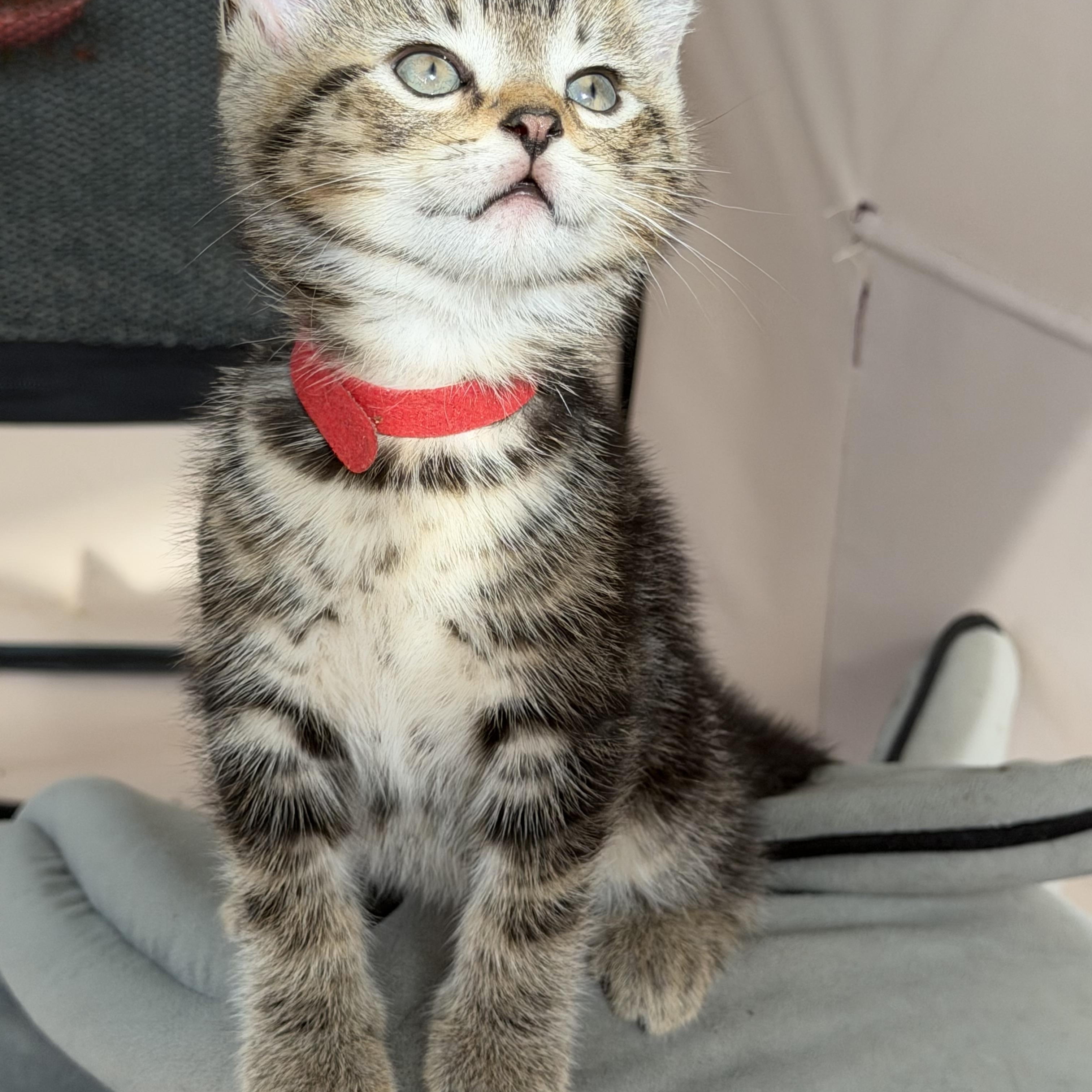 River, a Adoptable Tabby in Independence, OH image 2/2