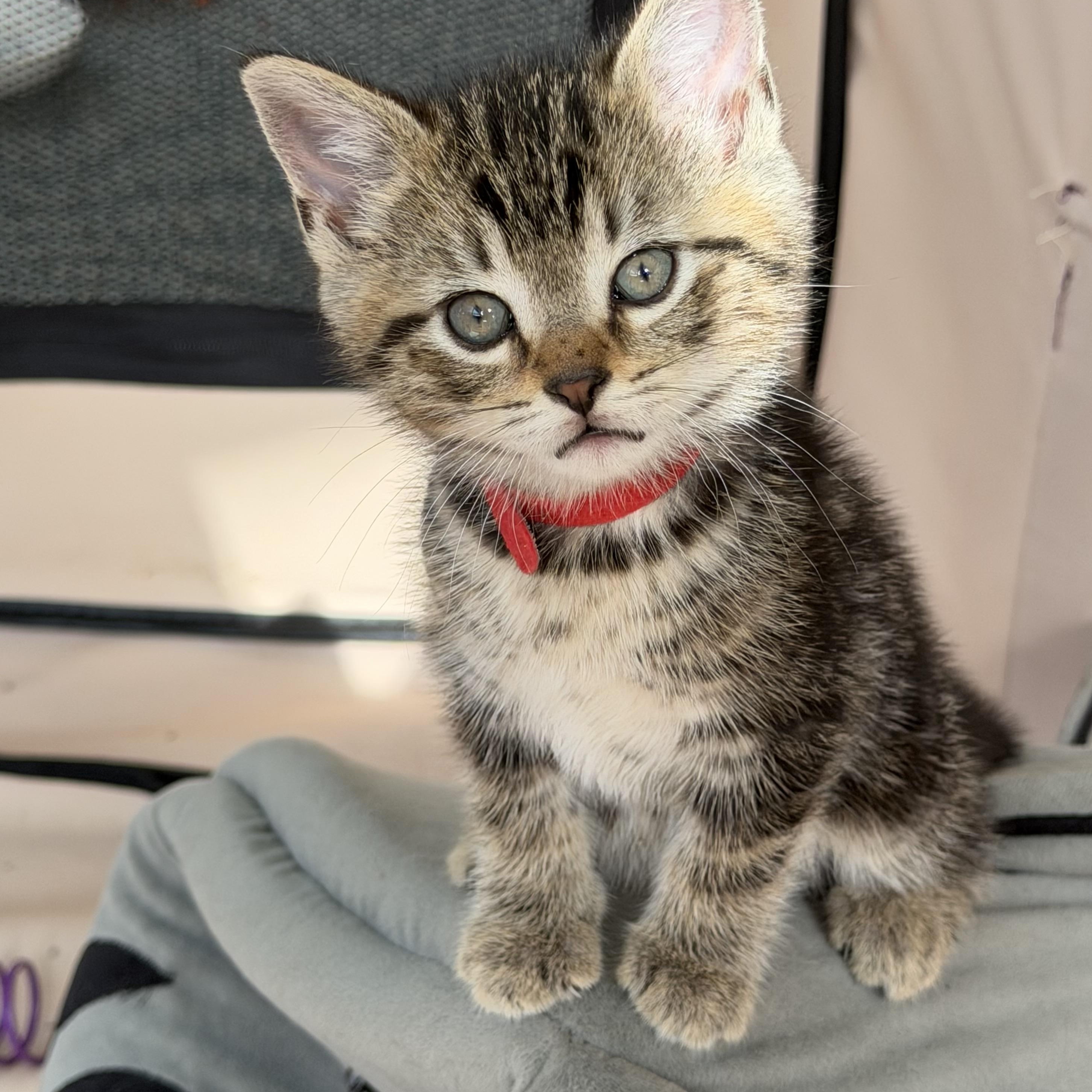 River, a Adoptable Tabby in Independence, OH image 1/2