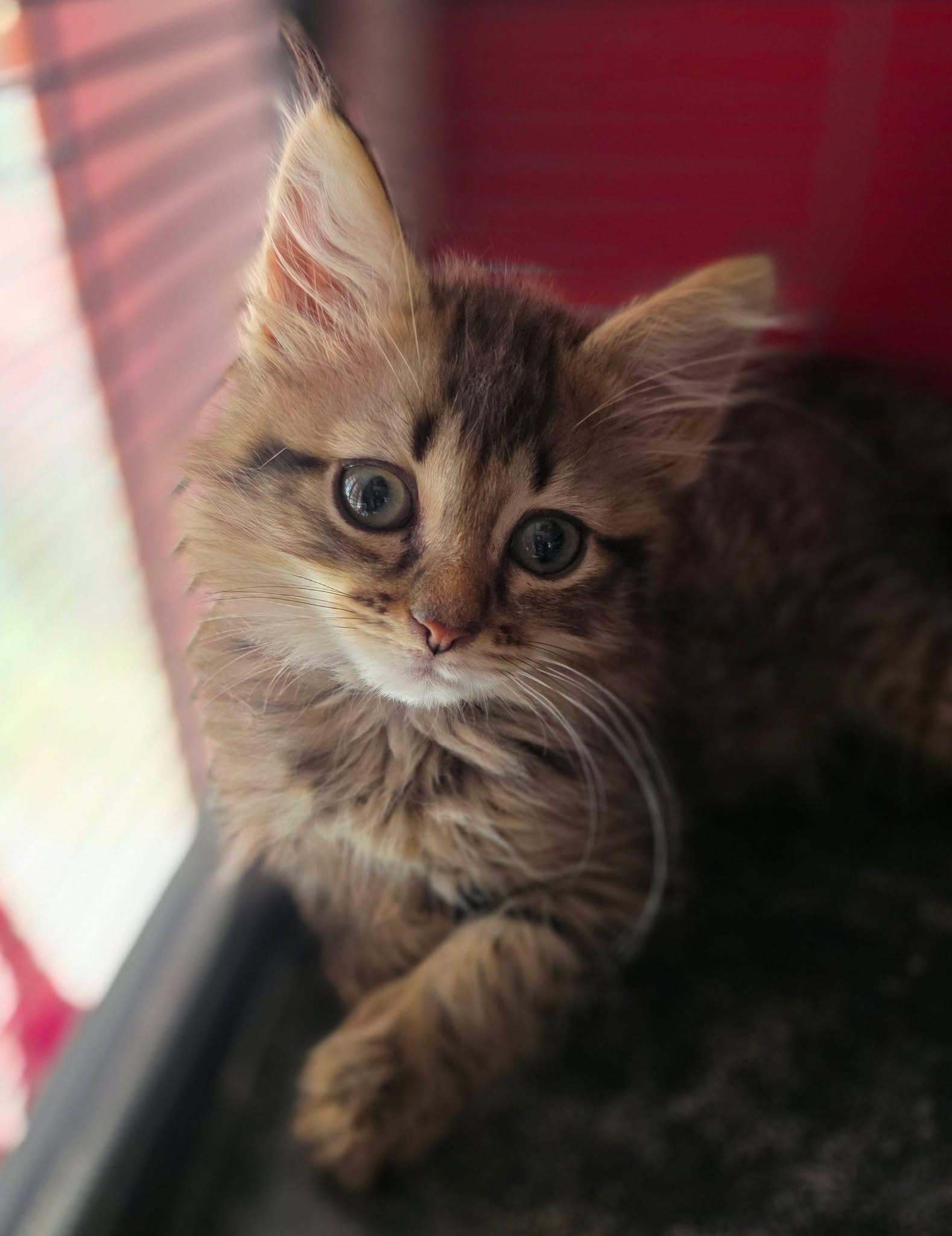 Big Bill, adopted, Kitten Male Domestic Long Hair & Tabby.