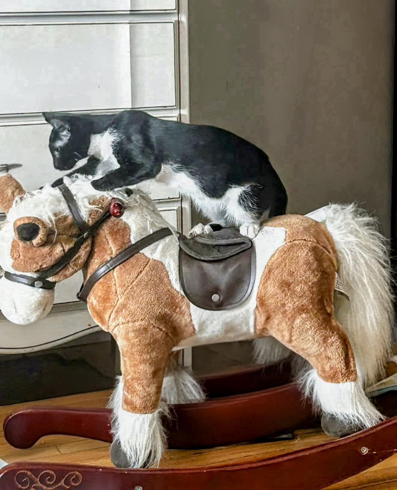 Toulouse, an adoption pending Domestic Short Hair in Winnipeg, MB image 4/6