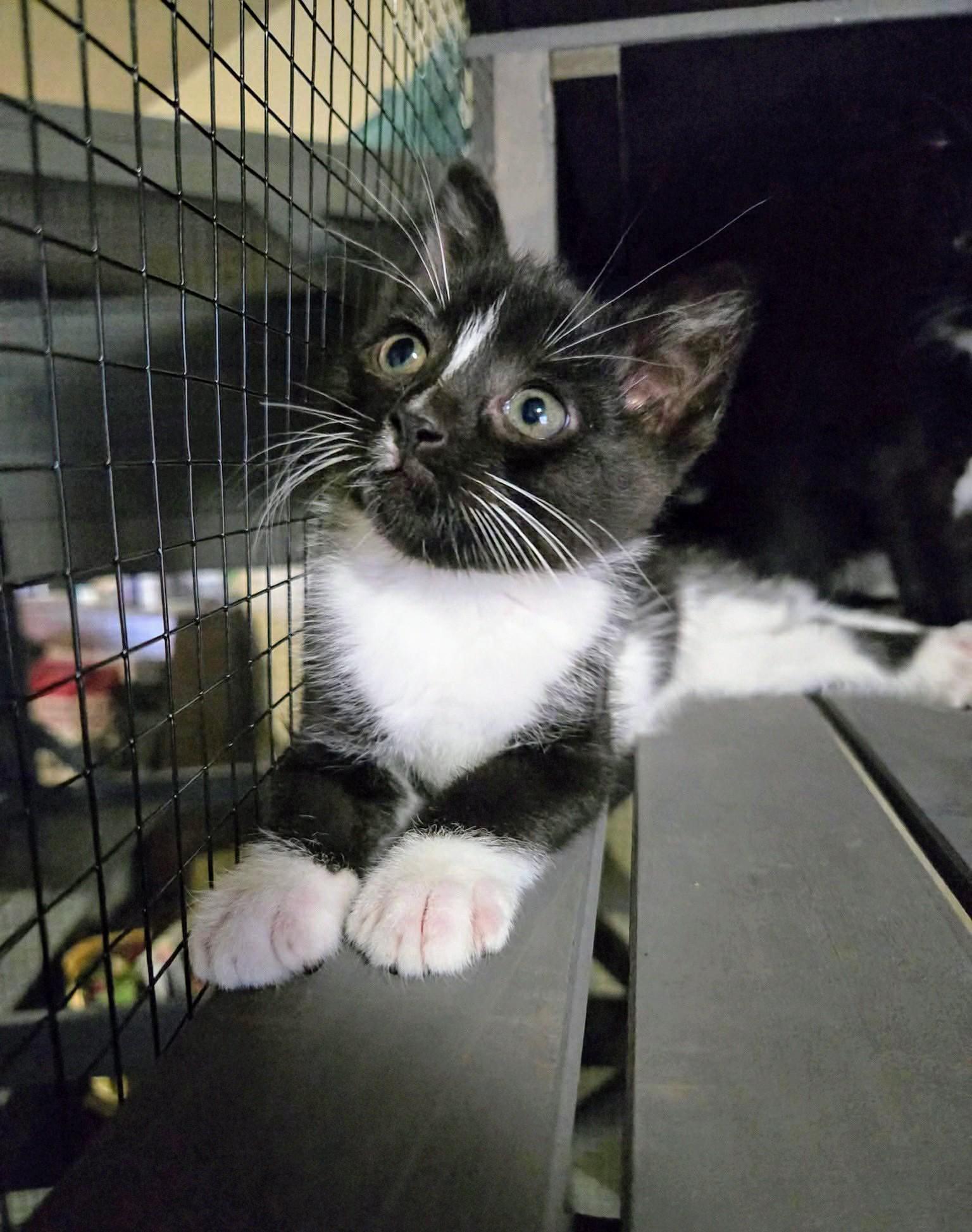 Enlarge Toulouse, a ADOPTABLE Domestic Short Hair in Winnipeg, MB image 3/6