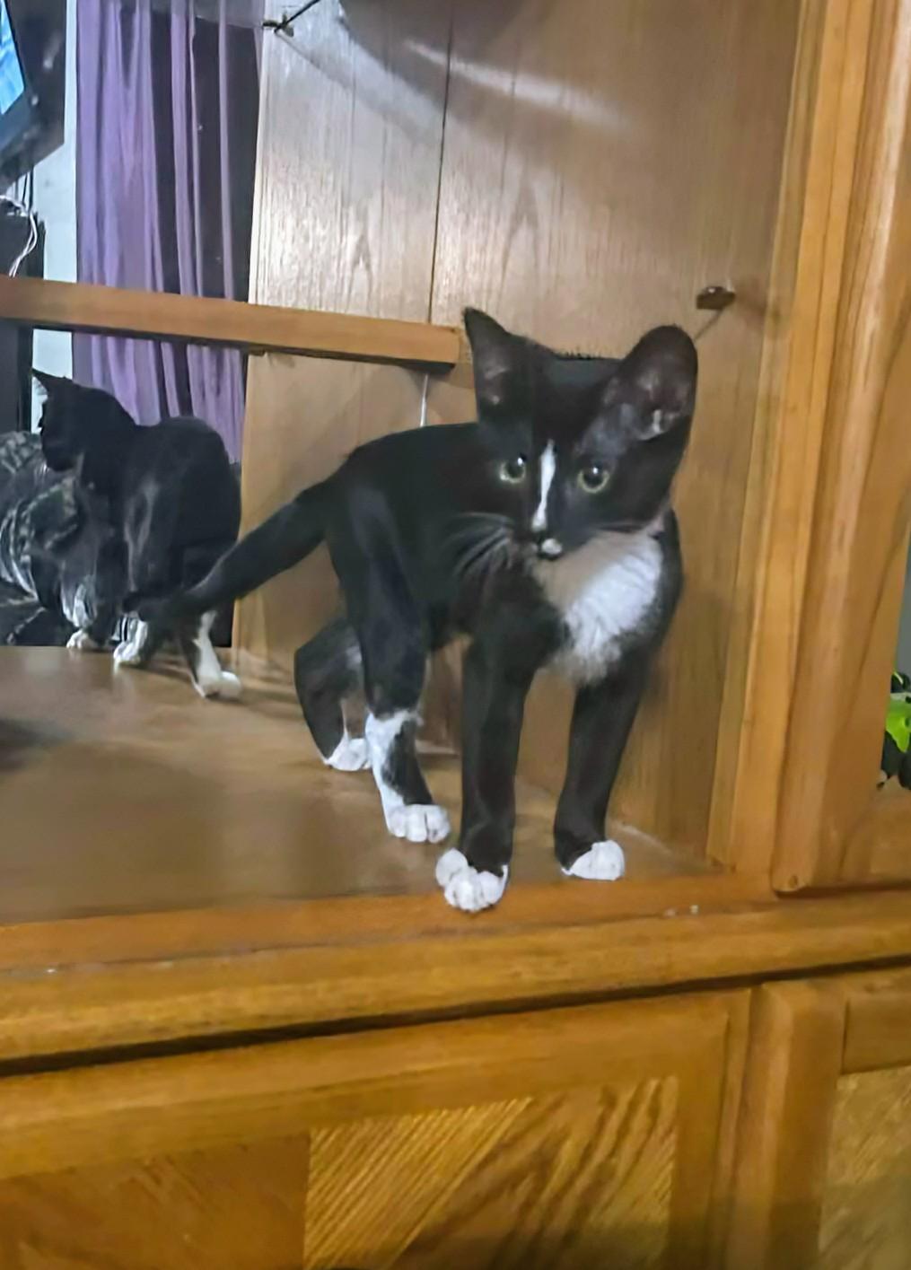 Enlarge Toulouse, a ADOPTABLE Domestic Short Hair in Winnipeg, MB image 6/6