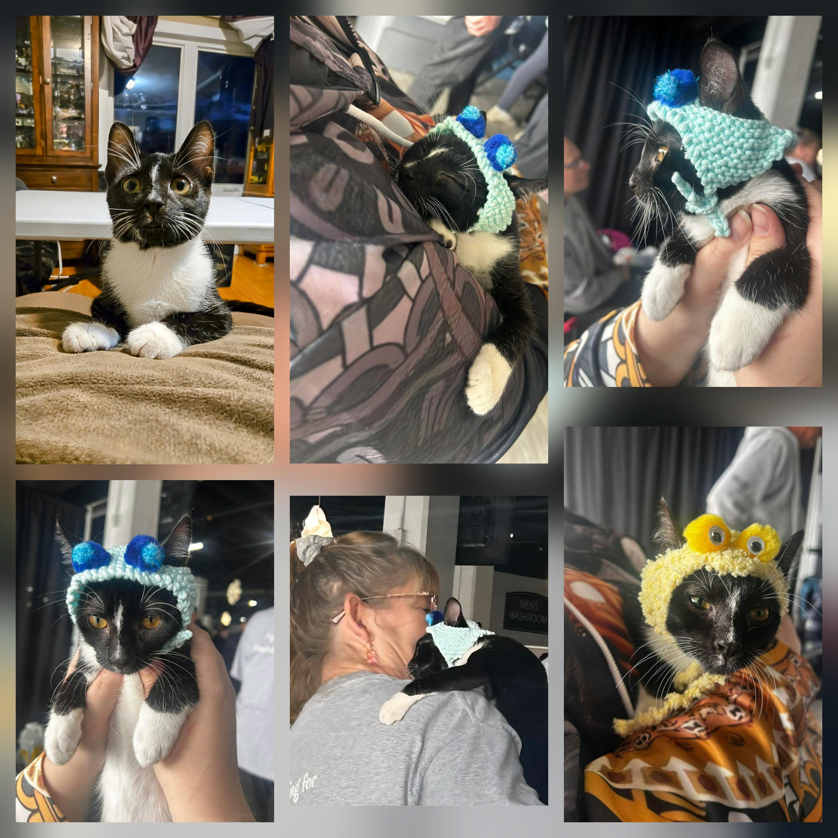 Toulouse, an adoption pending Domestic Short Hair in Winnipeg, MB image 5/6