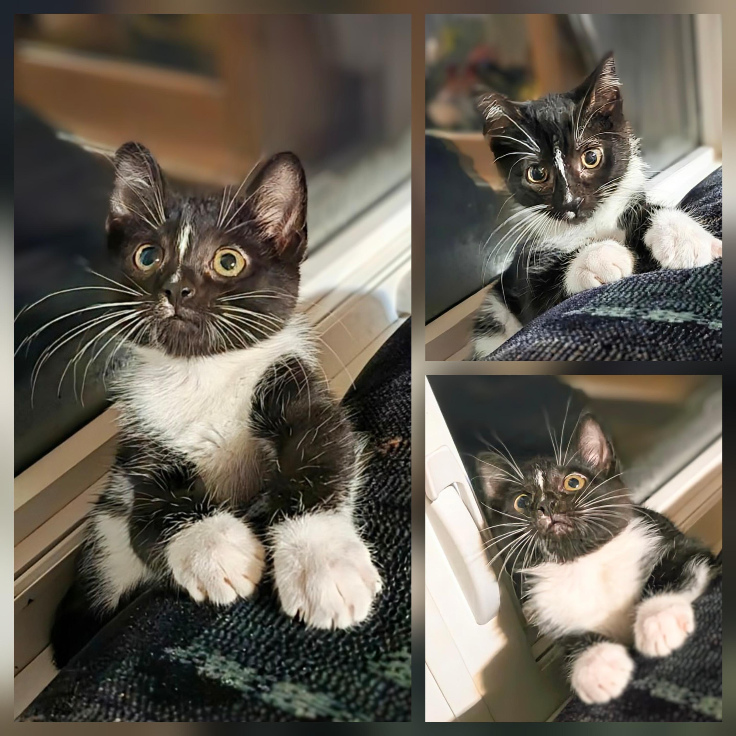 Enlarge Toulouse, a ADOPTABLE Domestic Short Hair in Winnipeg, MB image 2/6