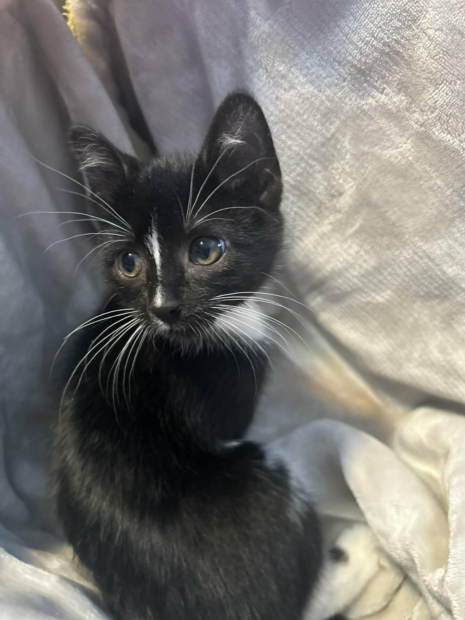 Enlarge Toulouse, a ADOPTABLE Domestic Short Hair in Winnipeg, MB image 5/6