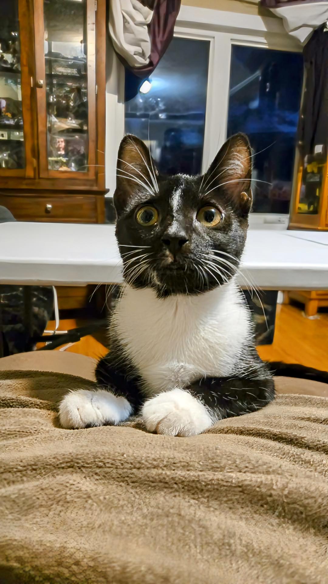 Toulouse, an adoption pending Domestic Short Hair in Winnipeg, MB image 6/6