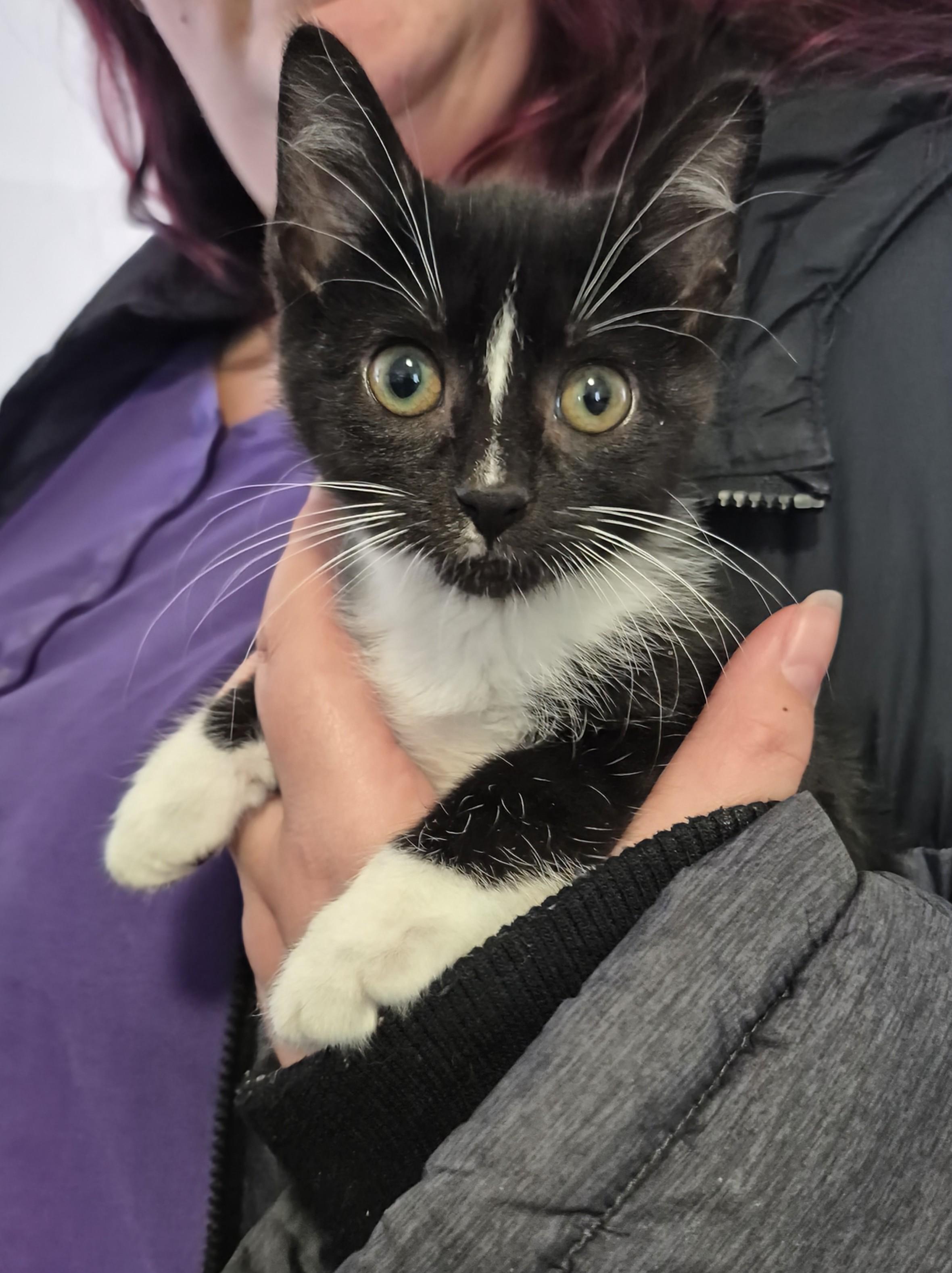 Enlarge Toulouse, a ADOPTABLE Domestic Short Hair in Winnipeg, MB image 1/6