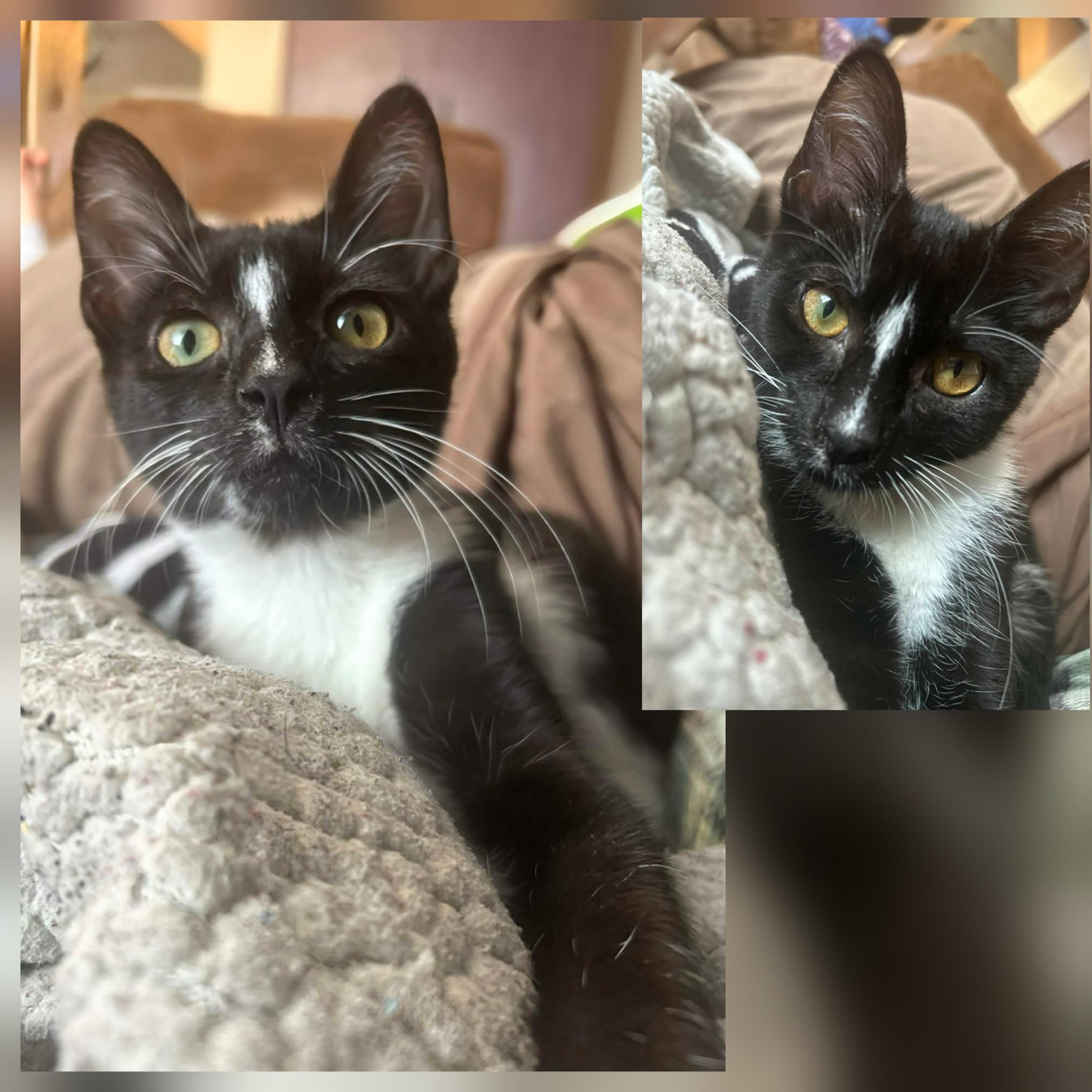 Toulouse, an adoption pending Domestic Short Hair in Winnipeg, MB image 3/6